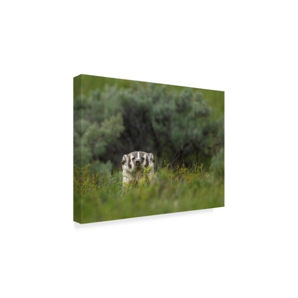 Galloimages Online 'Badger Peek A Boo' Canvas Art,14x19